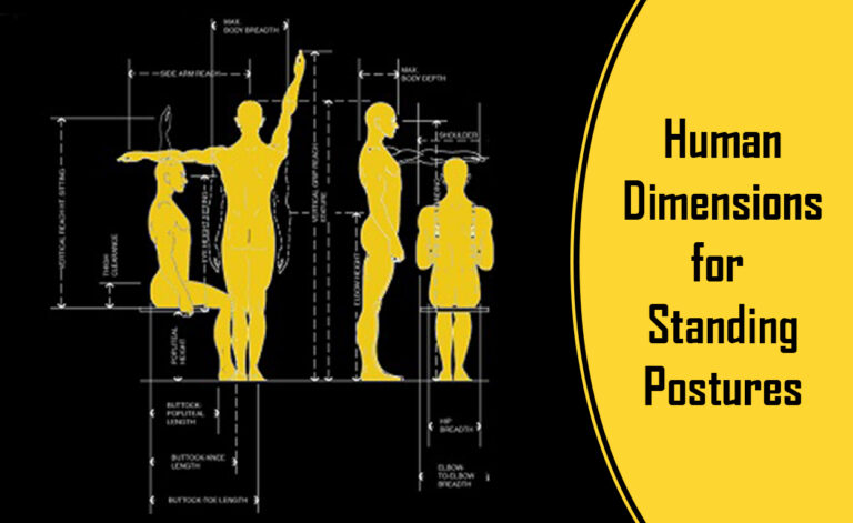 Human Dimensions for Standing Postures