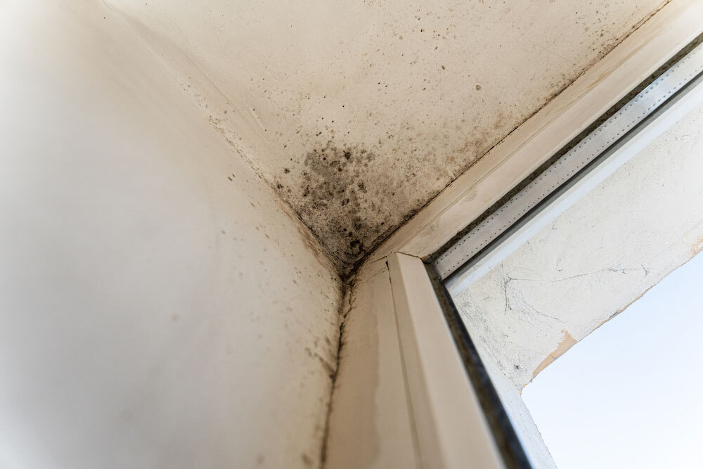 Visible Mould
