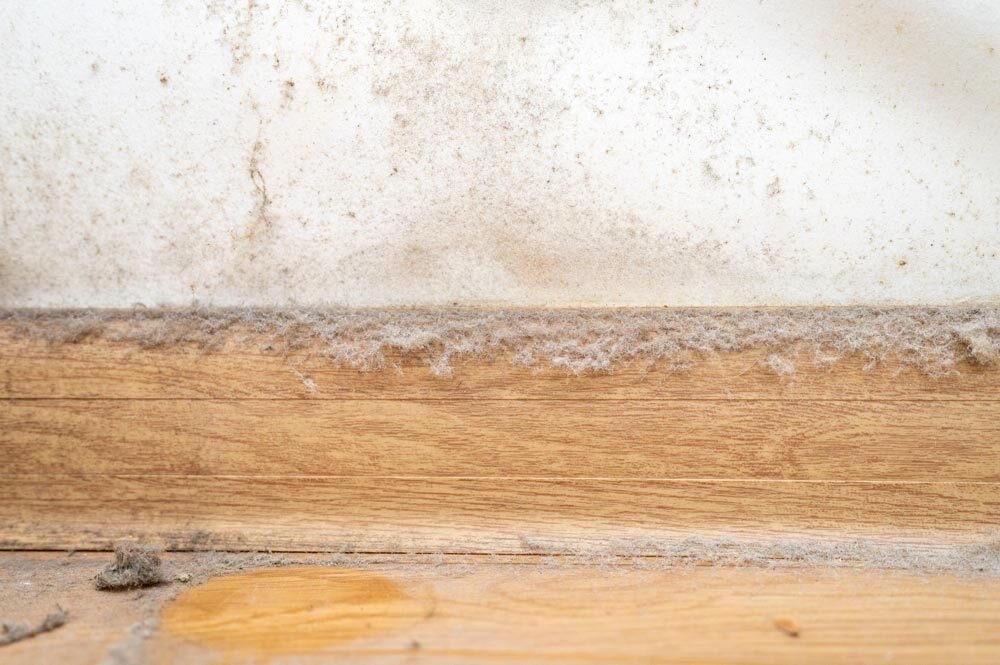 Address Timber Rot and Decay