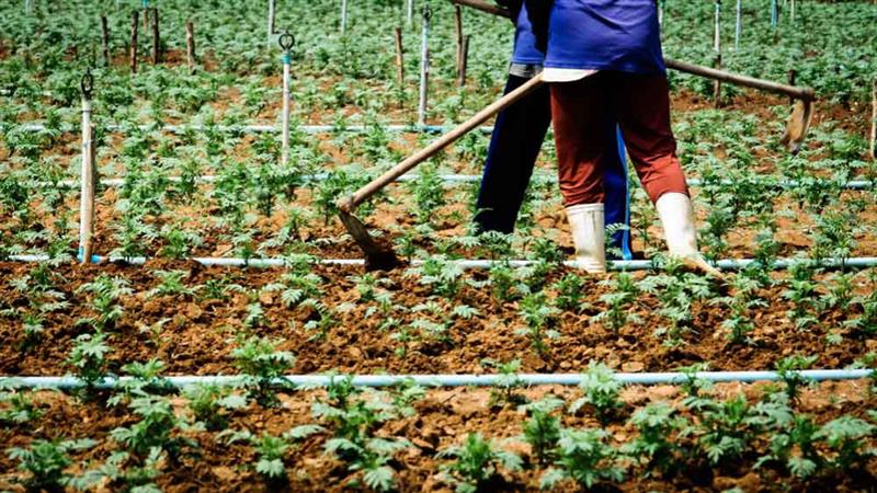 Succession Planting