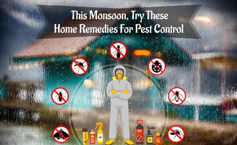 Home Remedies for Pest Control in Monsoon