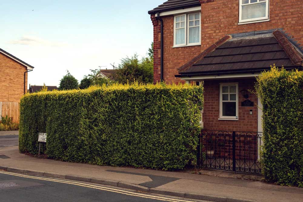 Living Hedge Fence
