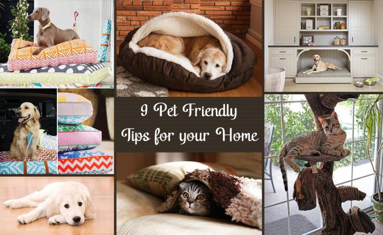 9 Tips to Create Space for Your Pet in Your Home