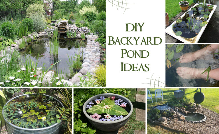 DIY Backyard Pond Ideas