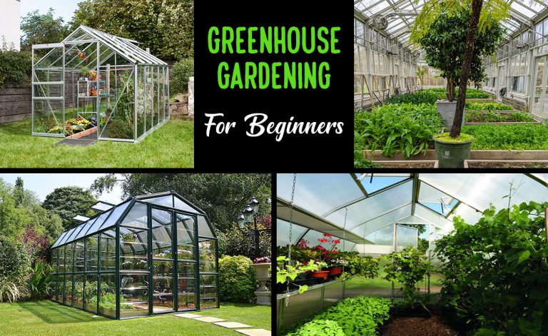 Greenhouse Gardening For Beginners