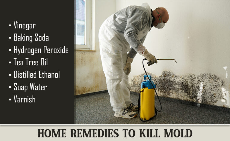 Remedies to Get Rid of Mold