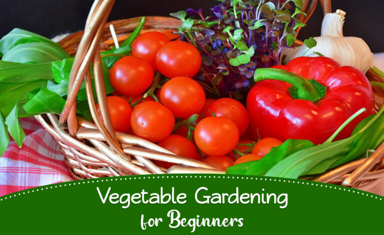 Vegetable Gardening for Beginners