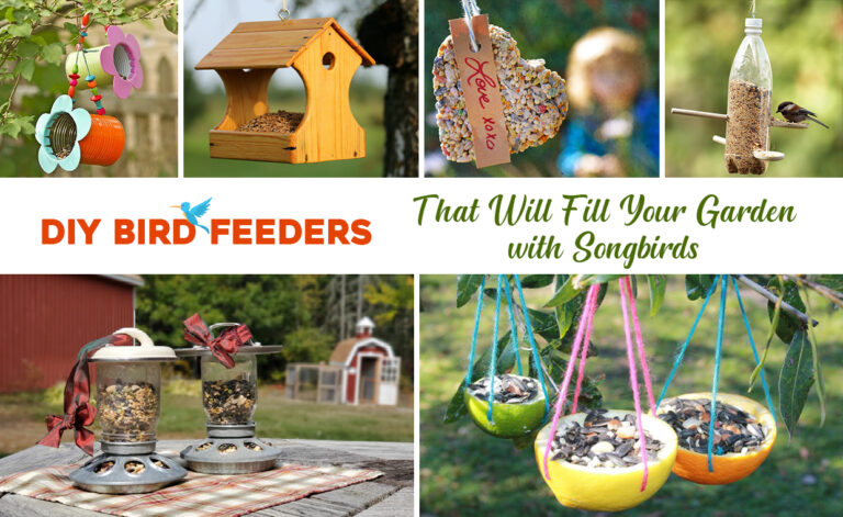 DIY Bird Feeders That Will Fill Your Garden with Songbirds