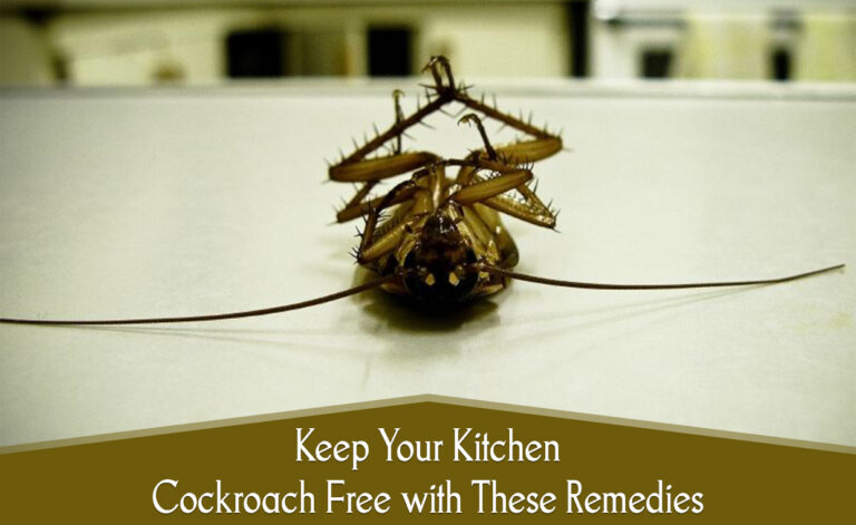 Get Rid of Cockroaches