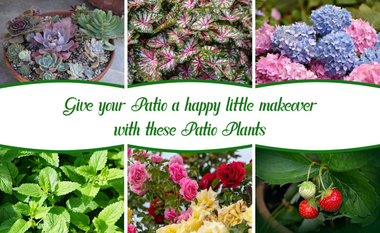 Give your Patio a happy little makeover with these Patio Plants