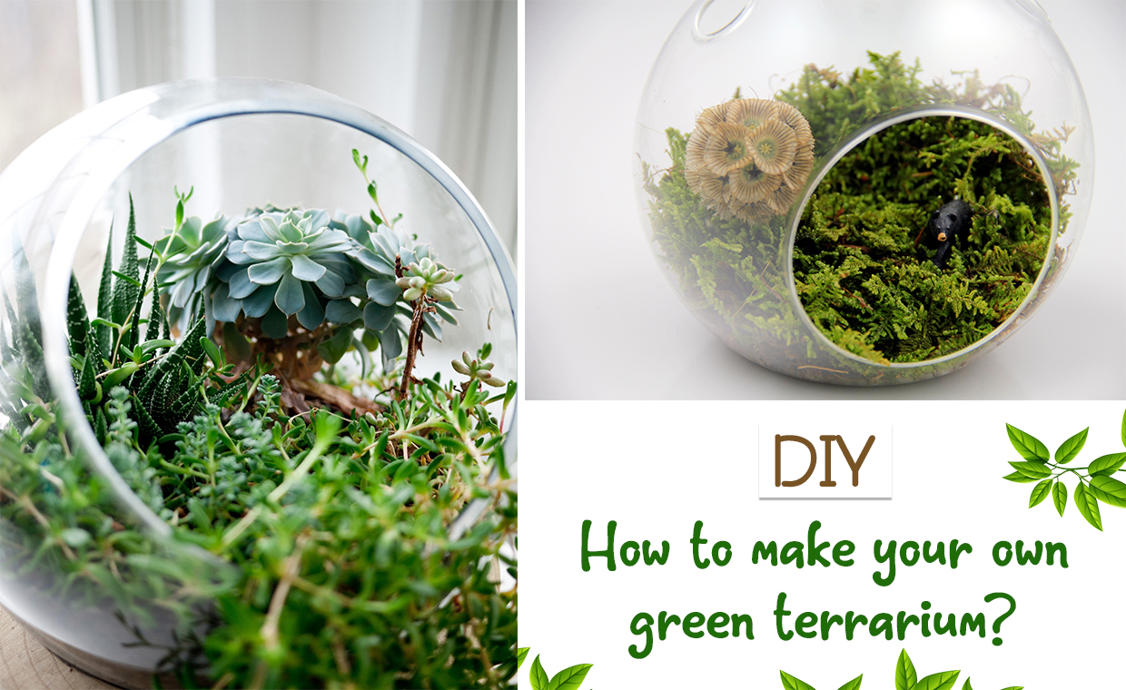 Steps to Make Your Own Terrarium at Home