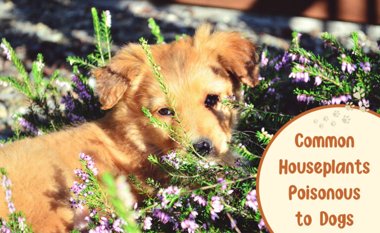 Houseplants Toxic to Dogs