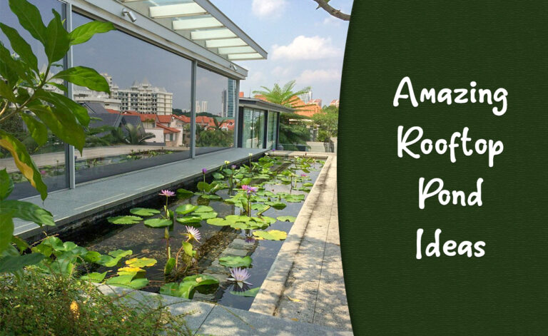 Amazing Rooftop Pond Ideas