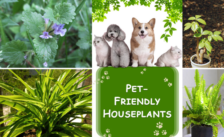 Houseplants Safe for Dogs and Cats