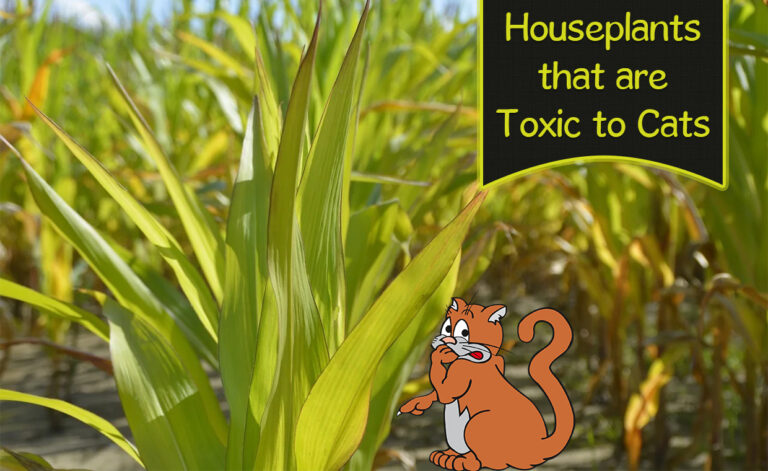 Poisonous Plants to Cats