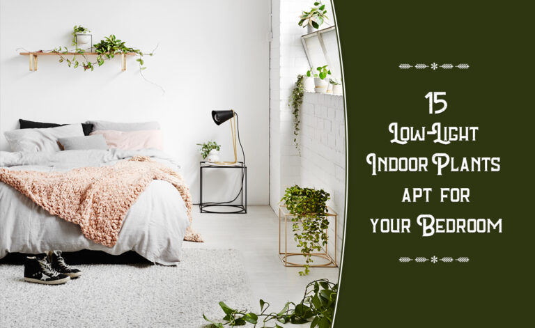 Low Light Plants for Your Bedroom