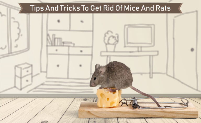 How To Get Rid Of Mice And Rats