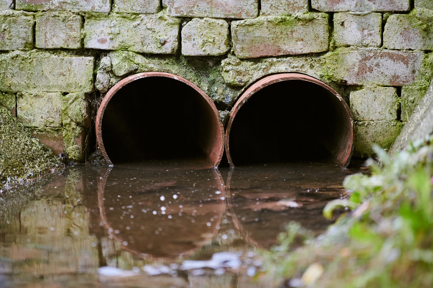 Plants around Drainage Line