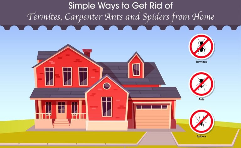 Simple Ways to Get Rid of Termites, Carpenter Ants and Spiders at Home.