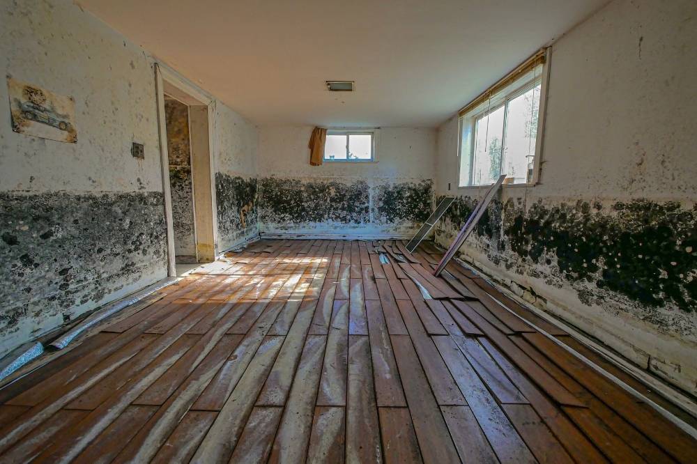 Mold Damage