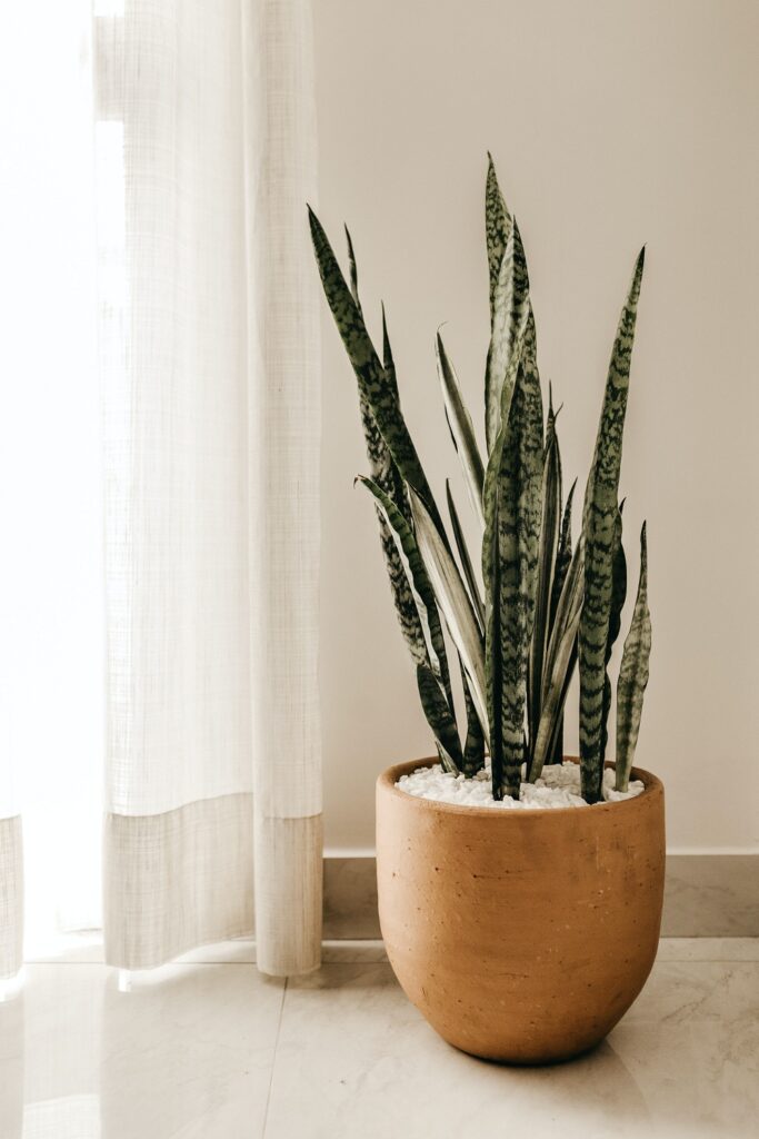 Minimal home décor ideas with plants