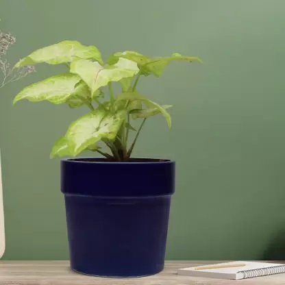 18 – Flower Planter Flower Planter