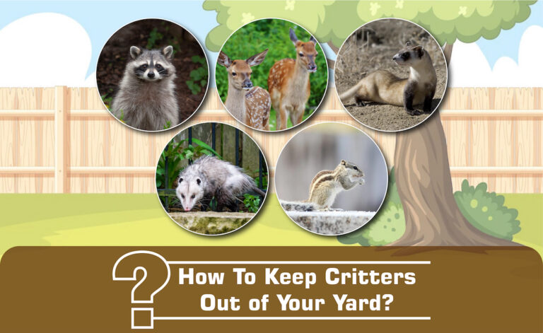Tips to Get Rid of Critters
