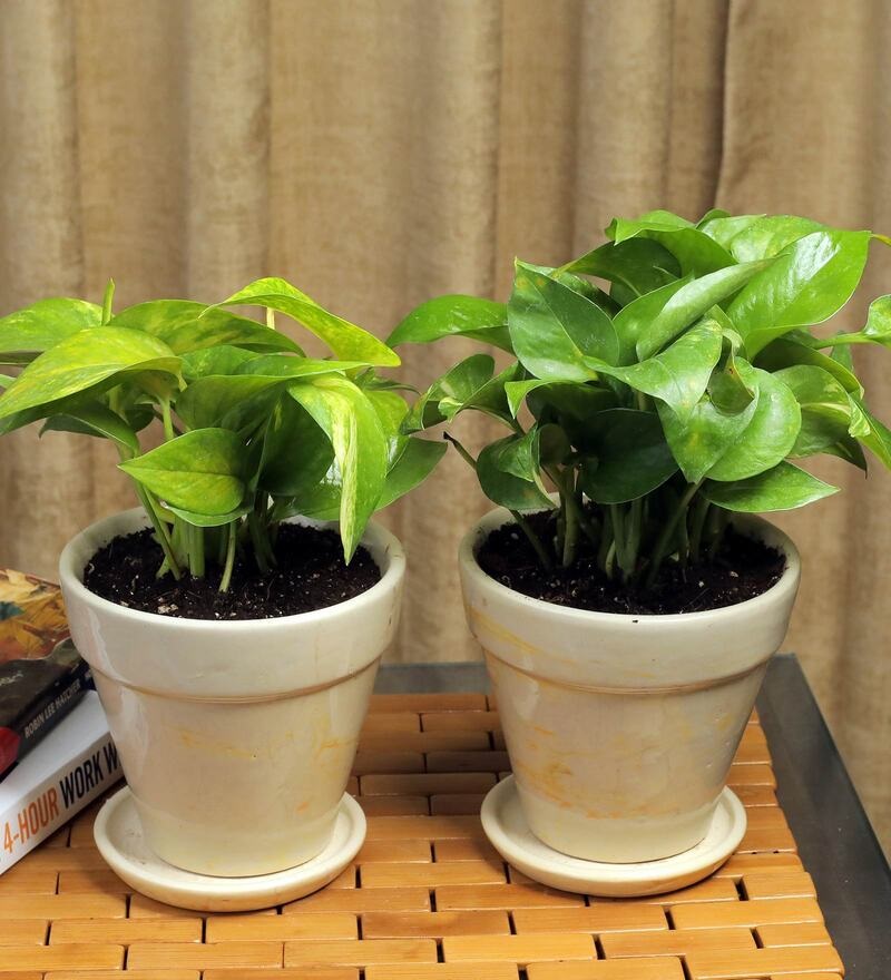 15 – Indoor Plants Indoor Plants