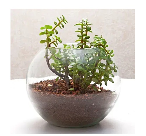 15 – Jade Plant Terrarium Jade Plant Terrarium