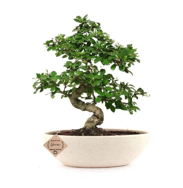 17 – Indoor Bonsai Plant Indoor Bonsai Plant