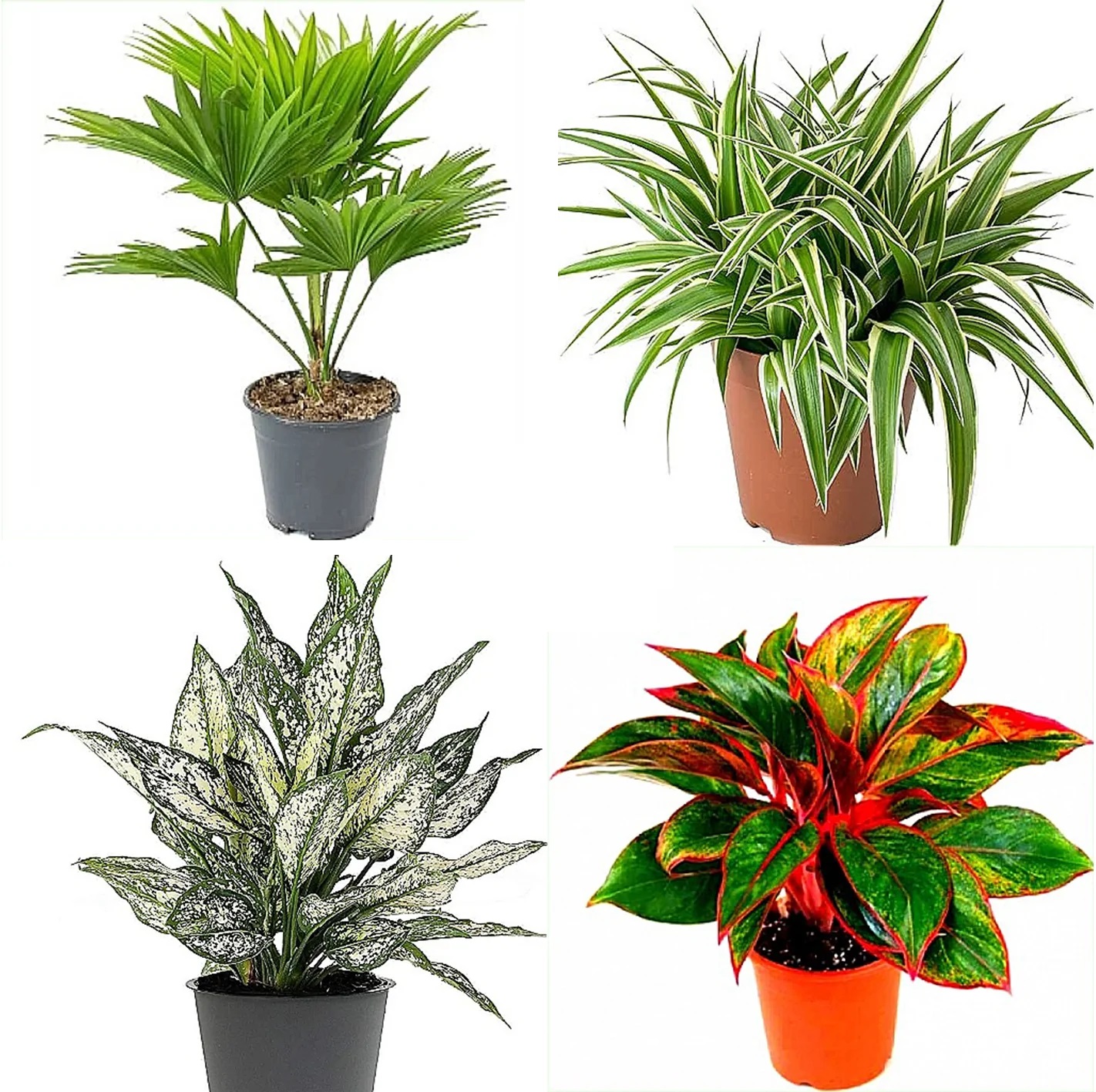 18 – Air Purifying Plants Air Purifying Plants