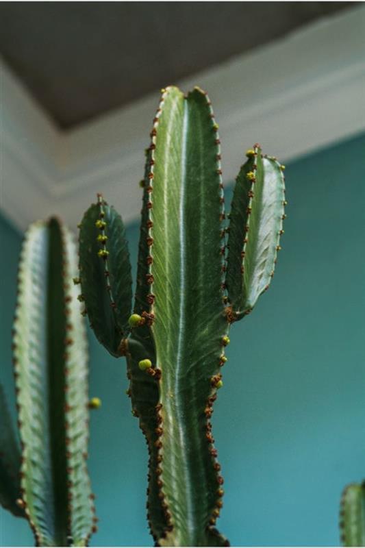African Candelabra (Euphorbia amma)