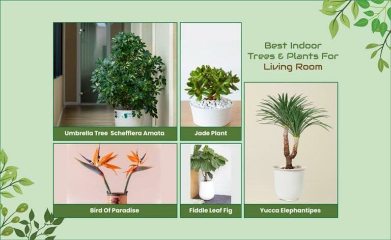 Best Indoor Trees And Plants For Living Room