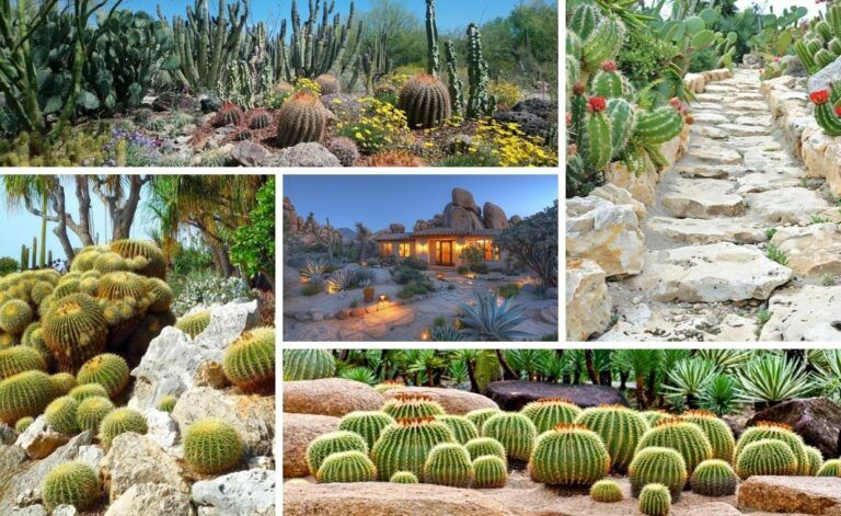 Desert Landscaping Ideas