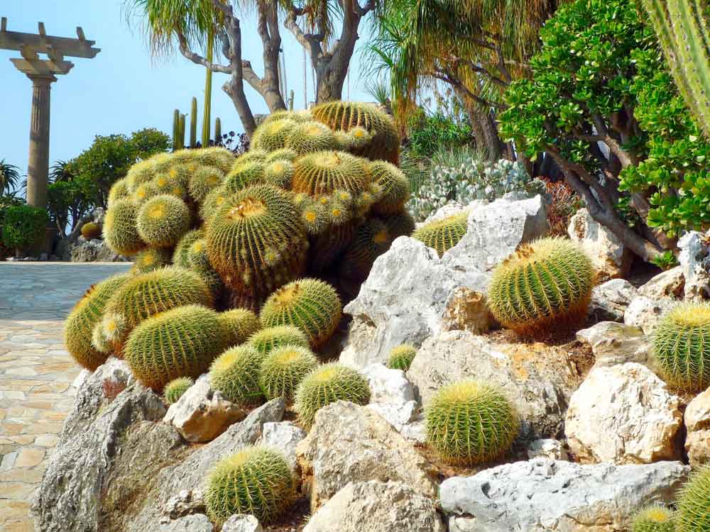 Desert Landscaping Plants on the Rocks