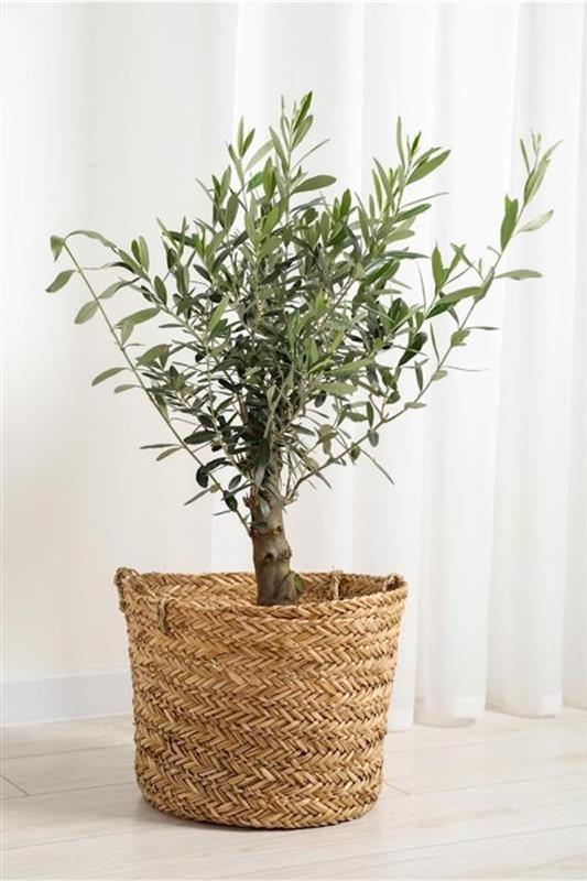 European Olive (Olea europaea)