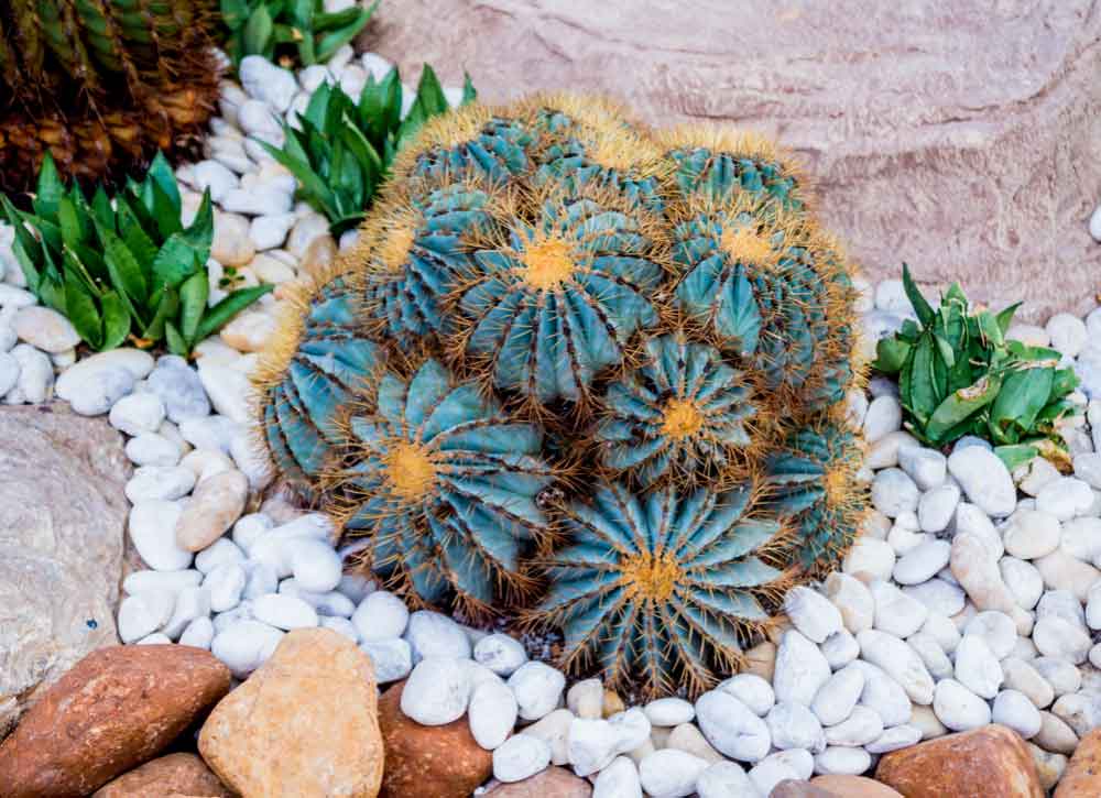 Gravel in Desert Landscaping