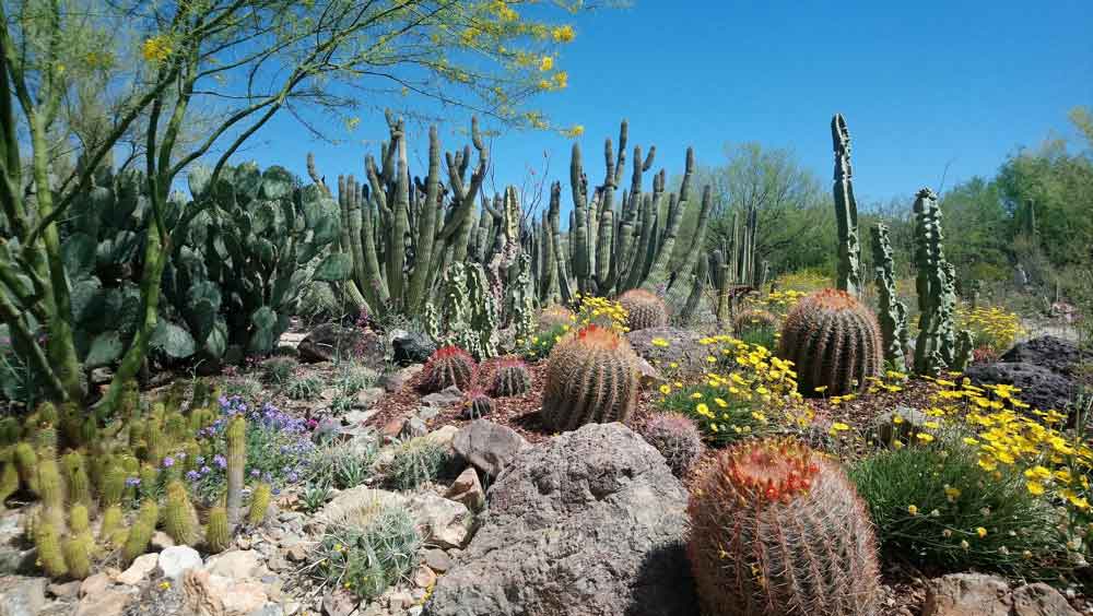 Grouping Desert Landscaping Plants