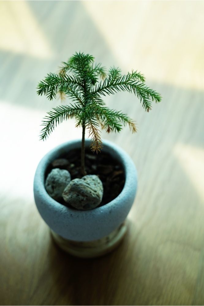 Norfolk Island Pine (Araucaria heterophylla)