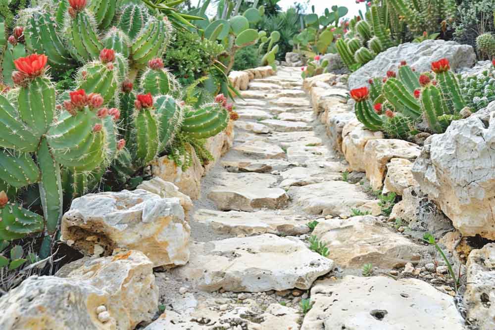 Pave your Way in Desert Landscape