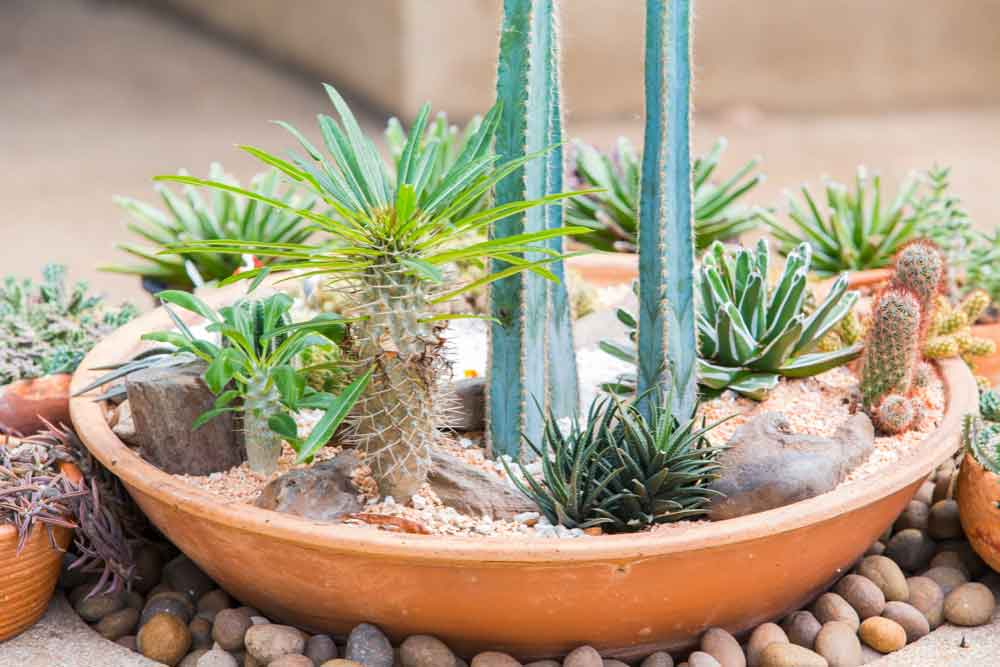 Pot your Desert Landscape Plant