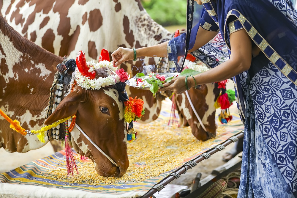 Rituals of Makar Sankranti in Karnataka