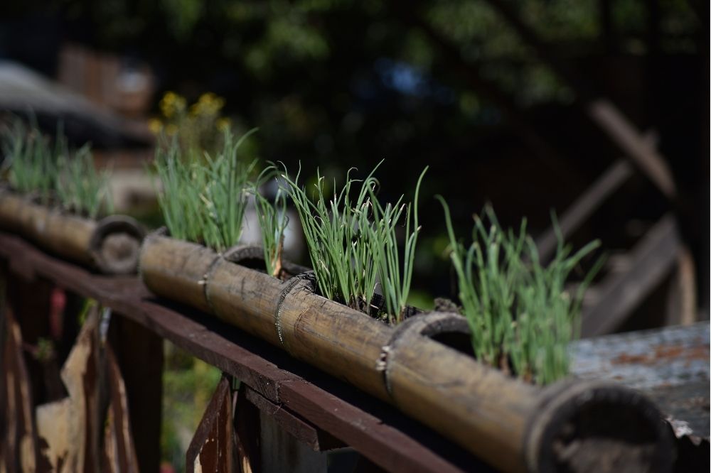 Bamboo As A Planter