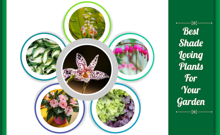 Best Shade-Loving Plants For Your Garden