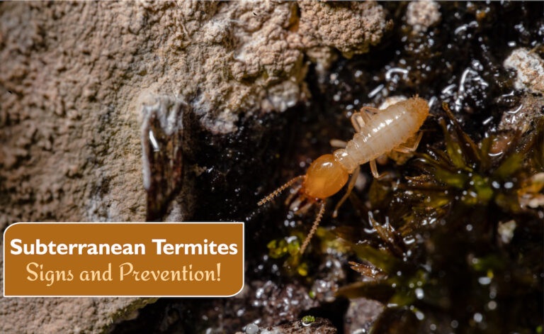 Subterranean Termites - Signs & Prevention