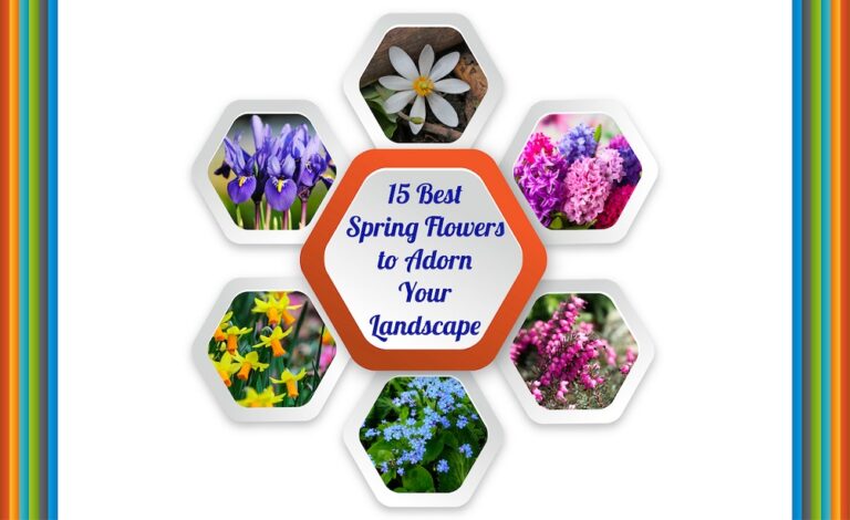 Early Spring Flowers