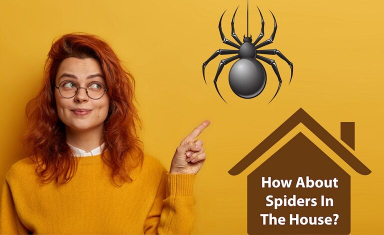 How About Spiders In The House
