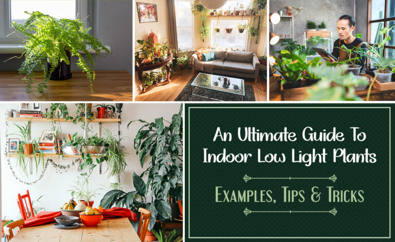 An Ultimate Guide To Indoor Low Light Plants Examples Tips & Tricks