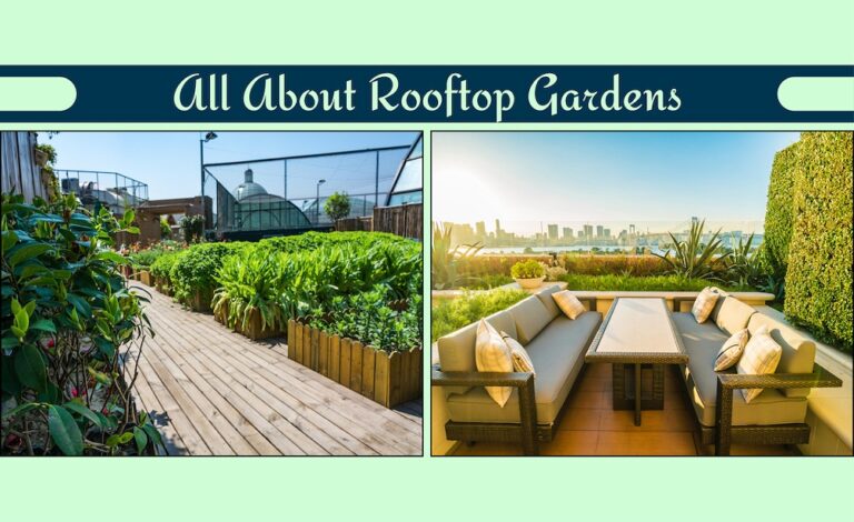 Rooftop garden