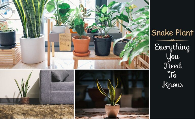 Snake plant